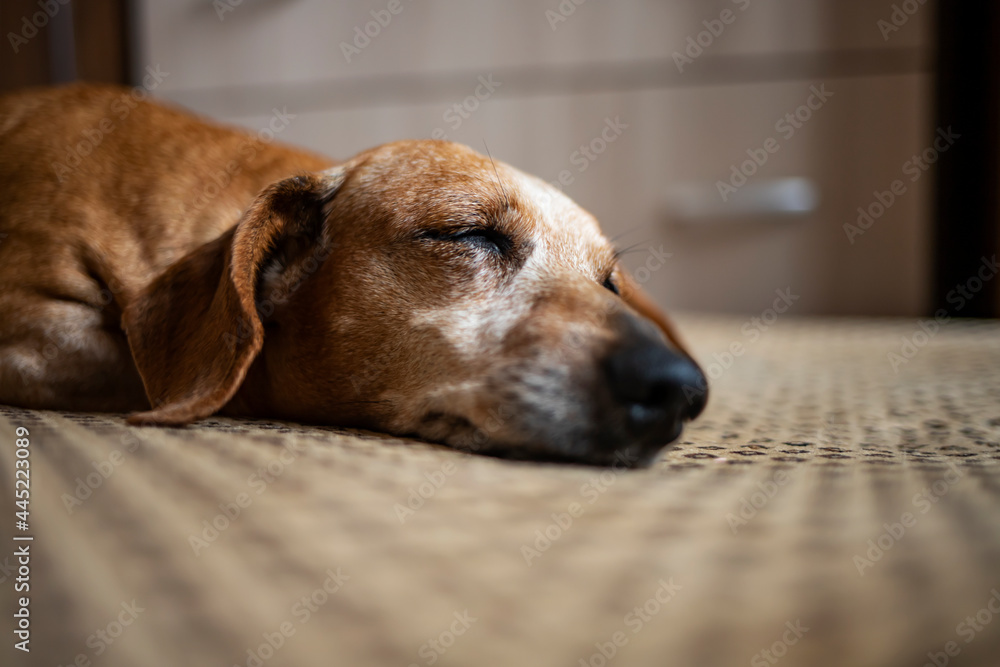 An old gray-haired dachshund fell asleep on the sofa. An old gray-haired dachshund fell asleep on the sofa.