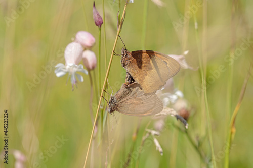 Closeup view into a meadow on some pairing meadow browns (Maniola jurtina) between maidenstairs flowers (Silene vulgaris). Focus fom the upper individuals eye along to midsection. photo