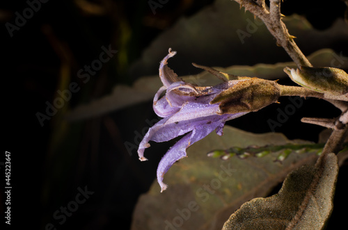 A flower called prairie-berry (Solanum elaeagnifolium) photo