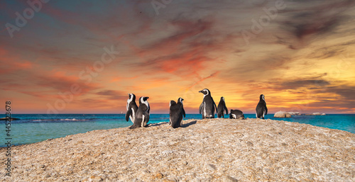Obraz na plátne Cape Penguins - surreal tropical island atmosphere