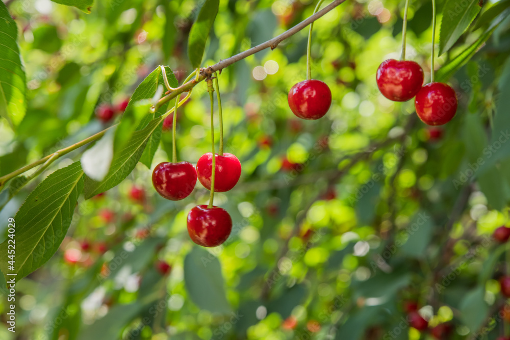 Ripe red cherries on the branches of a cherry tree.
