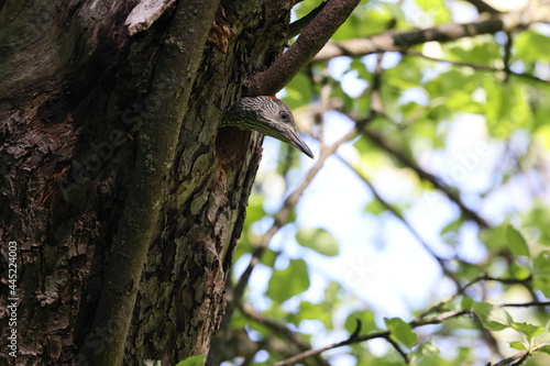 Young European green woodpecker at the nest hole Germany