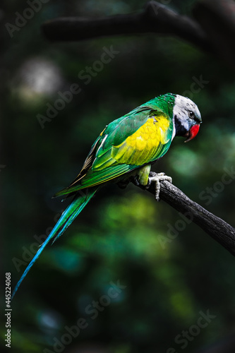 colourful bird 