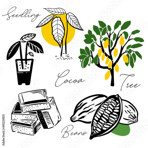 Cocoa seedlings, fruits, chocolate - a set of black and white outlines, icons for design, advertising. Vector illustration, hand drawing, simple.