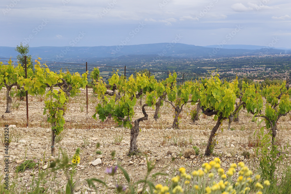 South France. Summer landscape. Mountain vineyard in Provence with cloudy sky 