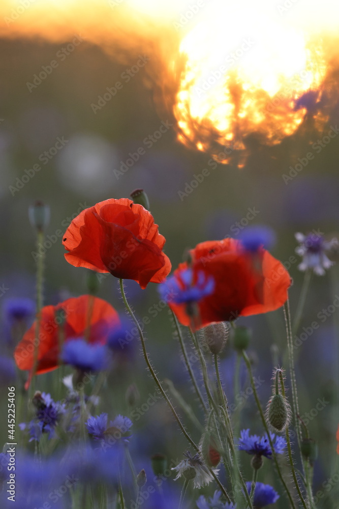 Obraz premium poppies field in sunset germany