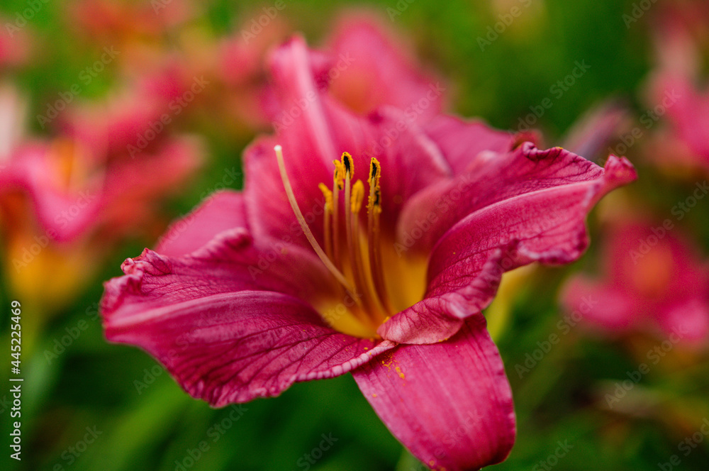 burgundy lily flower