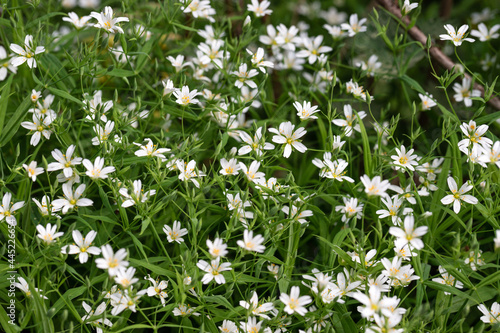 Stellaria holostea white flowers. Chickweed, stitchwort forest or meadow flowers on a green natural background.