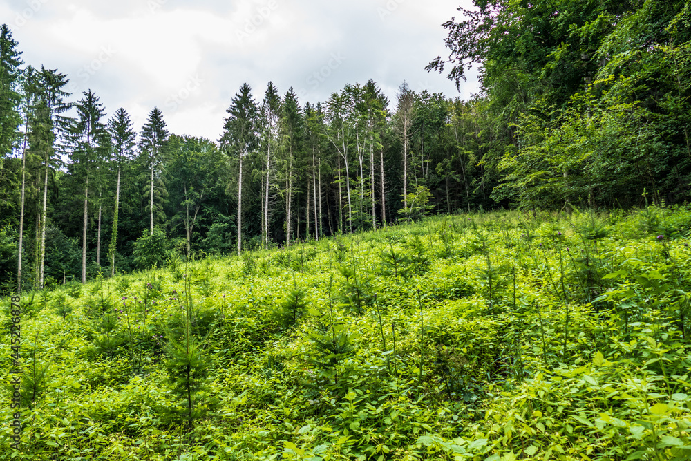 Wiederaufforstung und Wiederbegrünung im Mischwald Wiederaufforstung und Wiederbegrünung im Mischwald