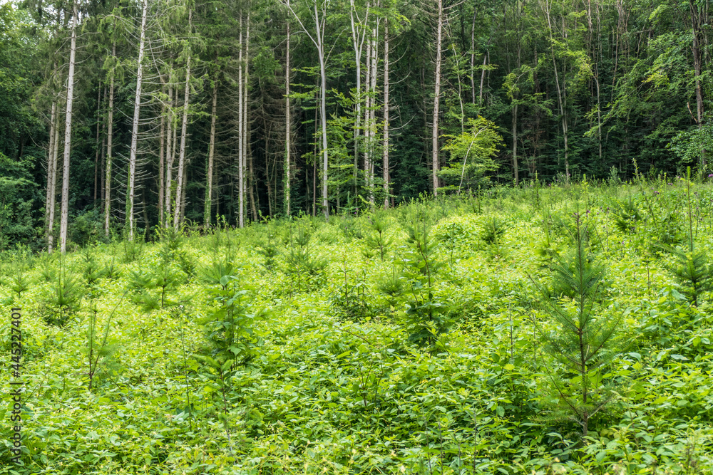 Wiederaufforstung und Wiederbegrünung im Mischwald Wiederaufforstung und Wiederbegrünung im Mischwald