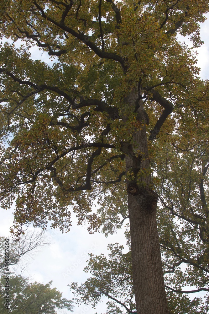 Fototapeta premium Tall Tree