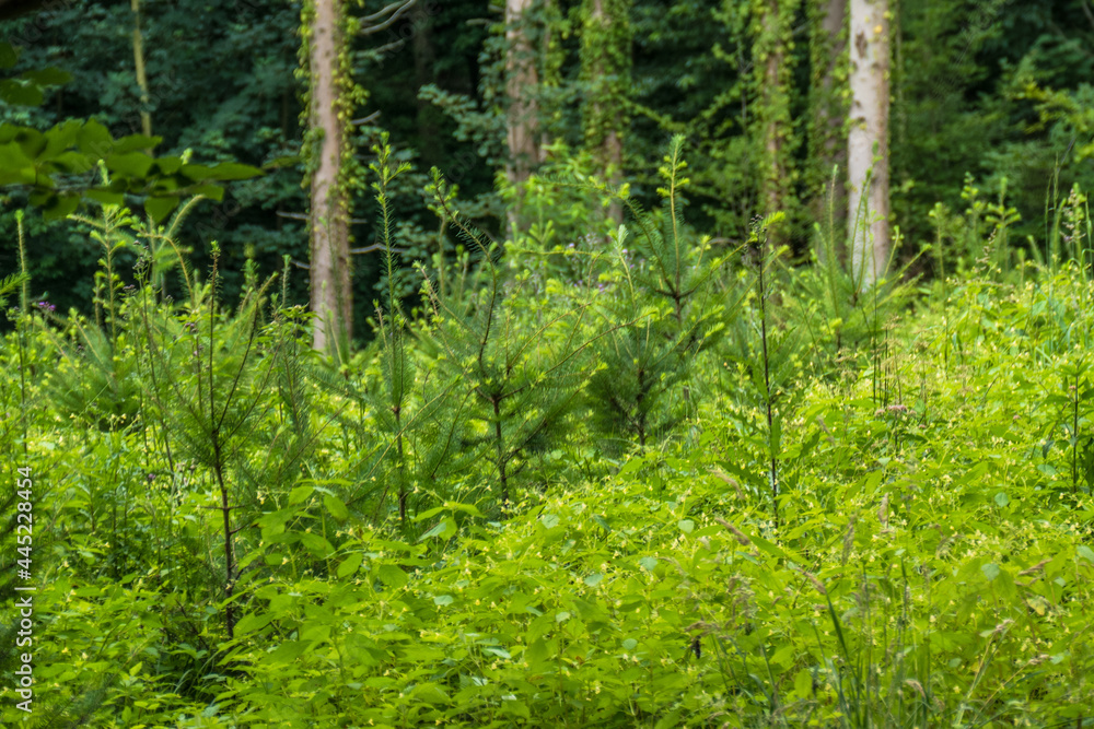 Wiederaufforstung und Wiederbegrünung im Mischwald Wiederaufforstung und Wiederbegrünung im Mischwald