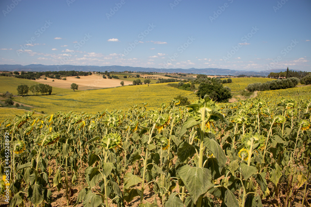 Sunflowers in the Italian countryside