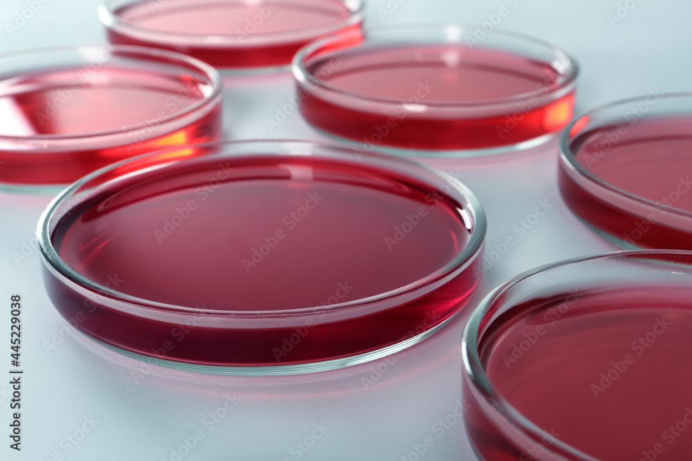 Petri dishes with red liquid on white background, closeup Petri dishes with red liquid on white background, closeup