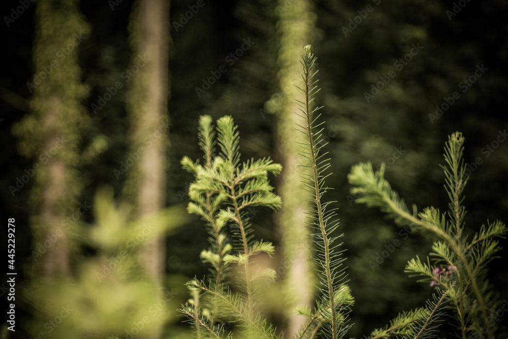 Wiederaufforstung und Wiederbegrünung im Mischwald Wiederaufforstung und Wiederbegrünung im Mischwald