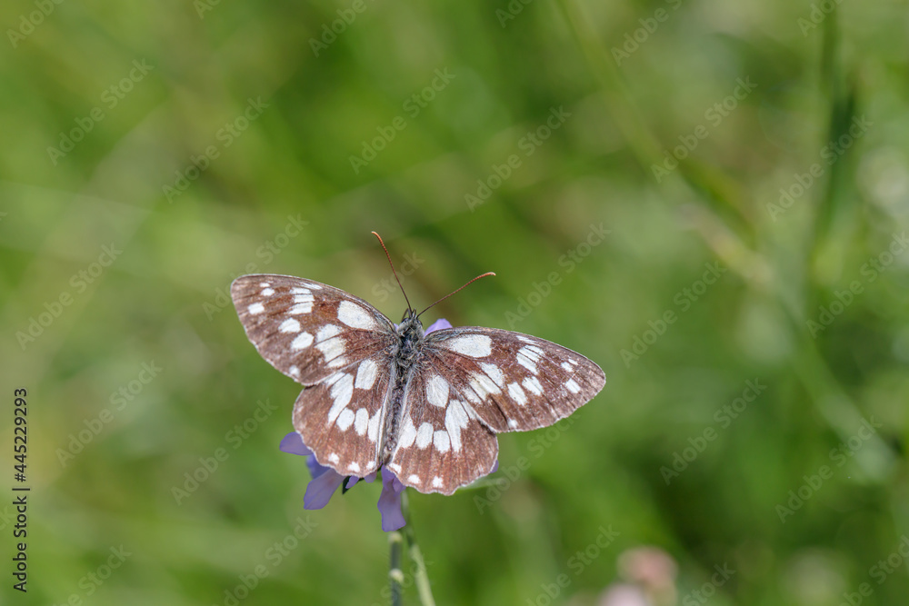 Naklejka premium Draufsicht auf einen weiblichen Schachbrettfalter (Melanargia galathea).