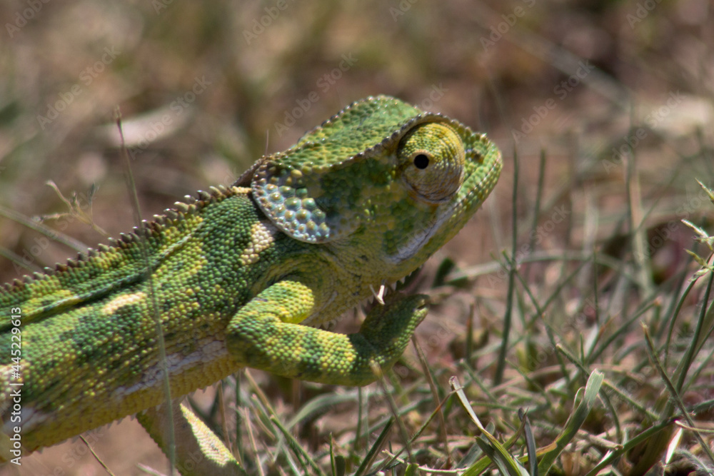 Obraz premium Chameleon on the grass