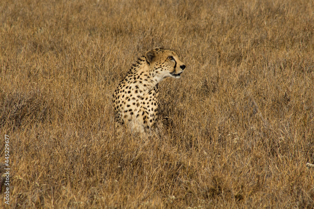 Naklejka premium cheetah in the wild