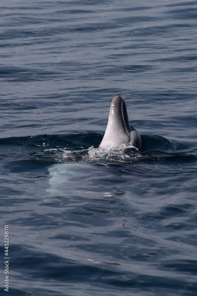 dolphin in the water dolphin in the water