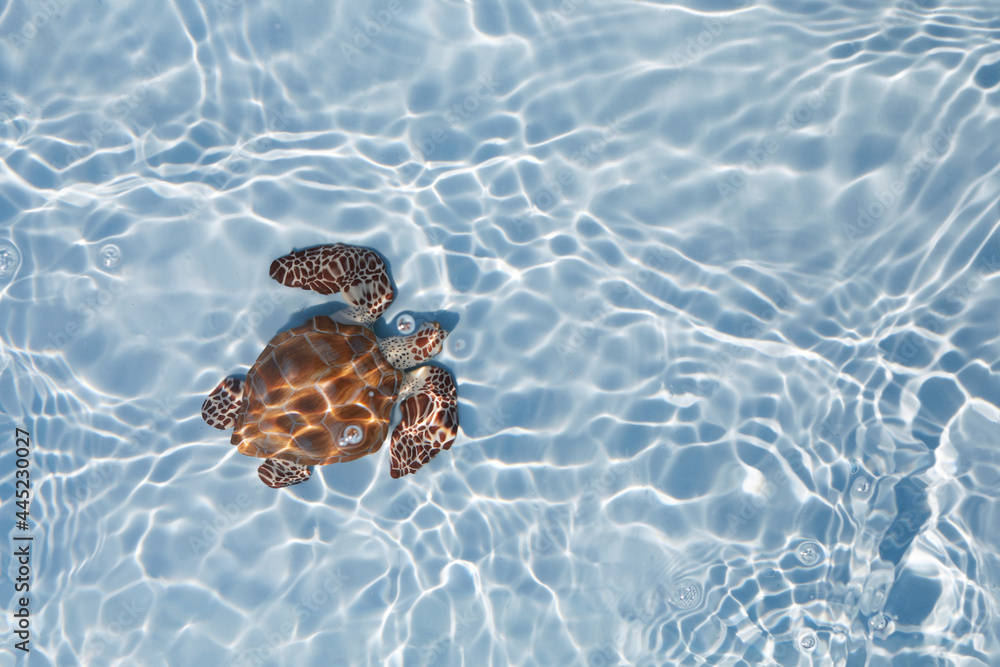 Obraz premium Sea turtle swimming in the blue water. Top view.