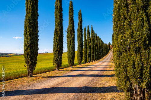 Beautiful landscape typical of Tuscany the rural road with cypresses the field in summer, Val d'Orcia, green hills, flowery meadows the country road leading to the stone farmhouse. Siena Italy.