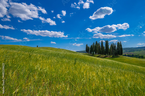 Tuscan landscape of the hills with cypresses in the wheat field in summer, Tuscany. Panoramic view of agricultural field against blue sky in San quirino d'orcia Siena near Monte Amiata. Italy. photo
