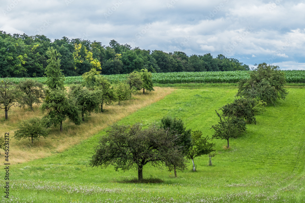 Baumgrundstück mit alten Obstbäumen