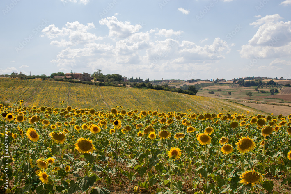 Fototapeta premium Sunflowers in the Italian countryside