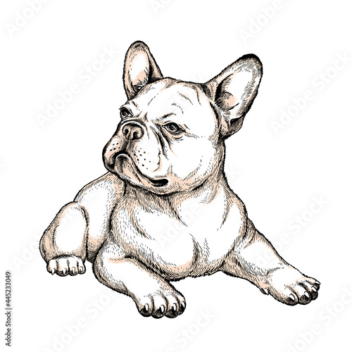Cute french bulldog sketch. Vector illustration in hand-drawn style