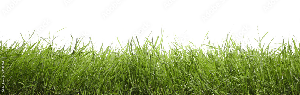 Fototapeta premium Beautiful lush green grass on white background