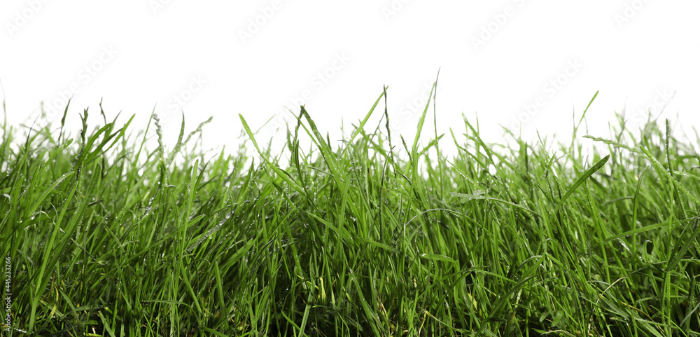 Fototapeta premium Beautiful lush green grass on white background
