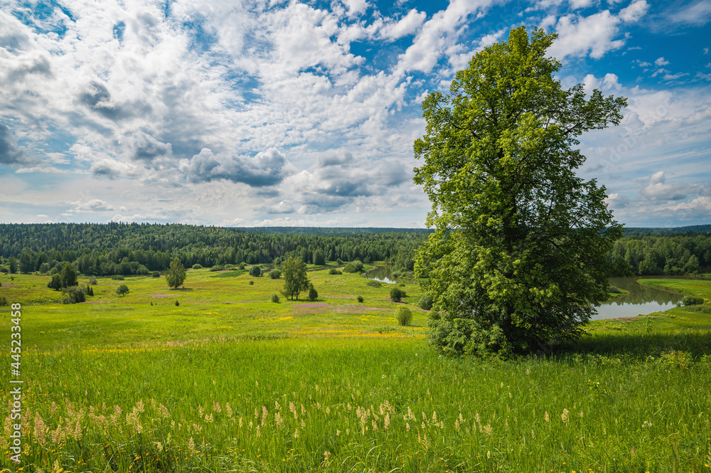 Summer panoramic landscape with wildflowers and trees on a wide meadow, a winding river and a forest in the distance, clouds in the blue sky. Summer panoramic landscape with wildflowers and trees on a wide meadow, a winding river and a forest in the distance, clouds in the blue sky.