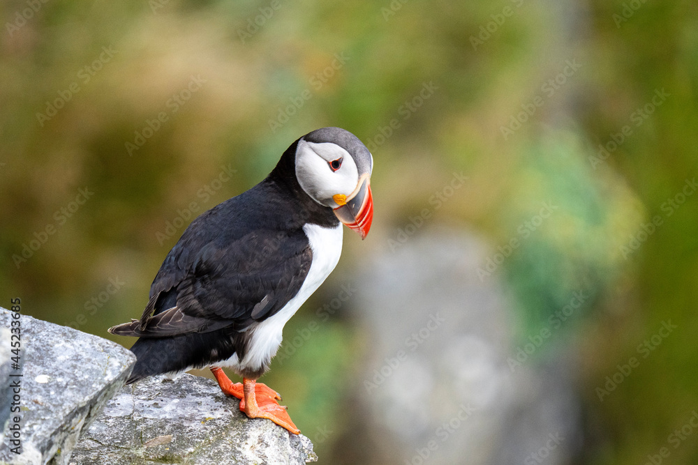 Obraz premium atlantic puffin or common puffin