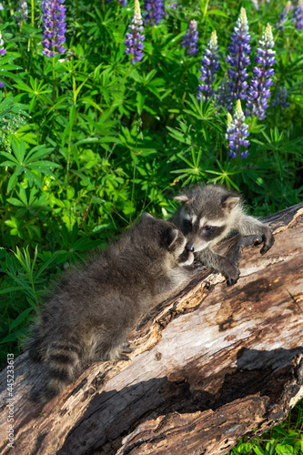 Raccoons (Procyon lotor) Meet Nose to Nose on Log Summer