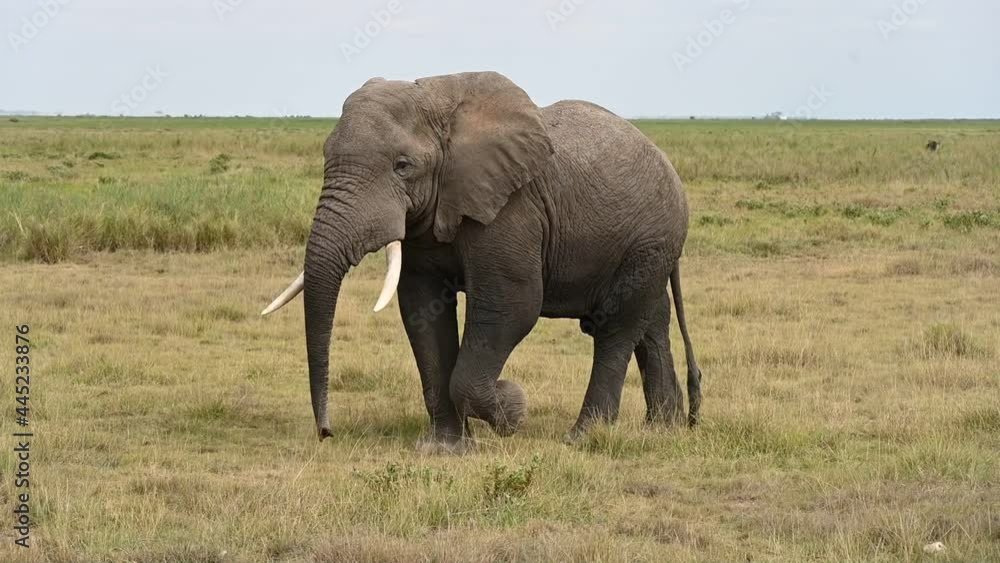 a large african elephant walks calmly along a dirt road a large african elephant walks calmly along a dirt road