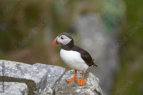 atlantic puffin or common puffin © Kirsten Solgård