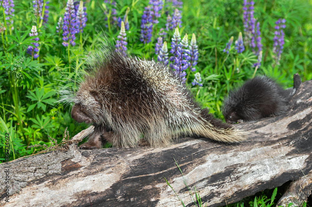 Naklejka premium Porcupette (Erethizon dorsatum) Follows Adult Porcupine on Log Summer