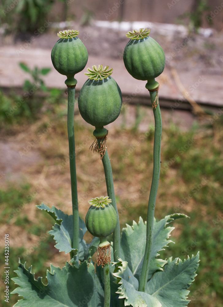 Papaver somniferum, commonly known as the opium poppy or breadseed poppy, is a species of flowering plant in the family Papaveraceae. Papaver somniferum, commonly known as the opium poppy or breadseed poppy, is a species of flowering plant in the family Papaveraceae.