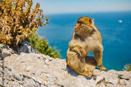 a macaques over the rock of gibraltar