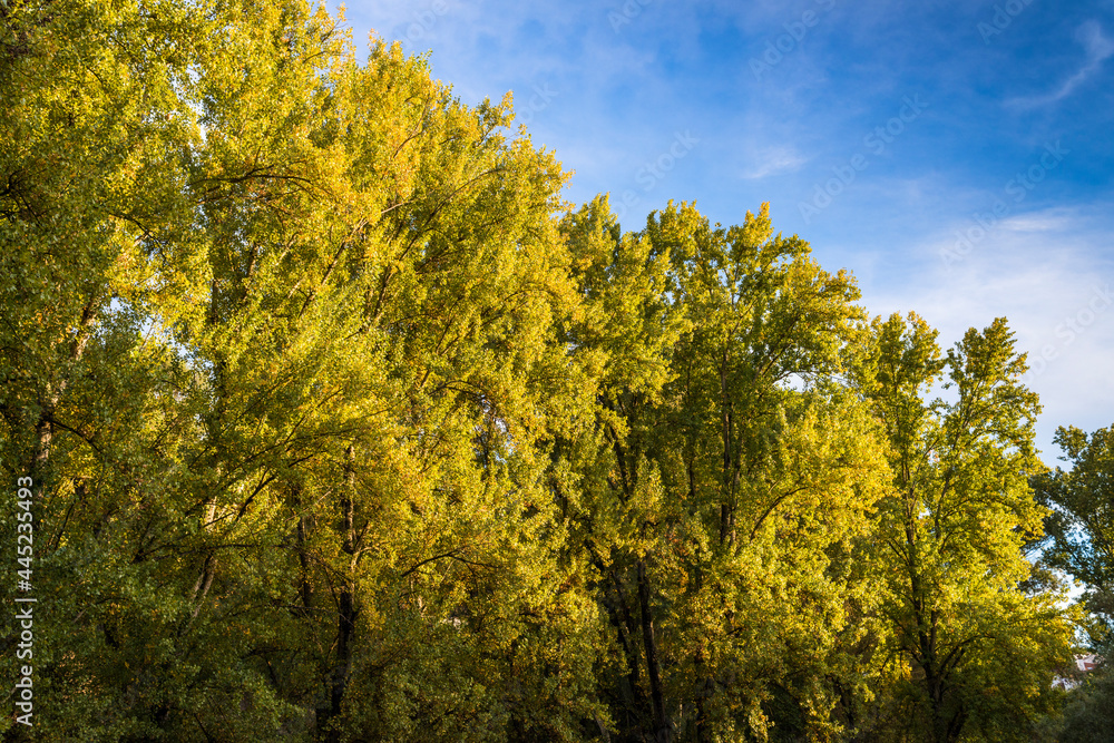 Trees with a blue sky with clouds in the background.