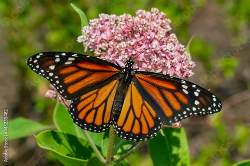 Fototapeta na wymiar Monarch Butterfly on Swamp Milkweed