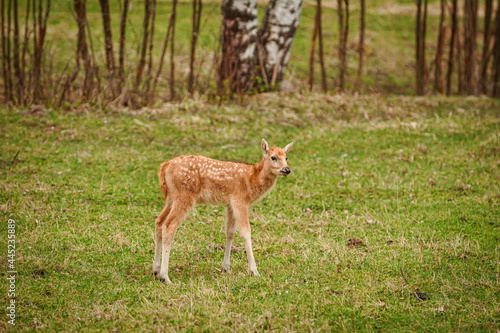 Fawn on the pasture