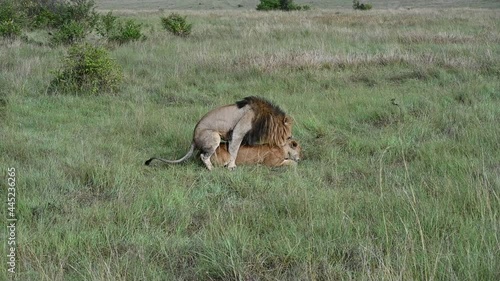 lions rest peacefully at sunset before a night hunt in the savannah of the national park 