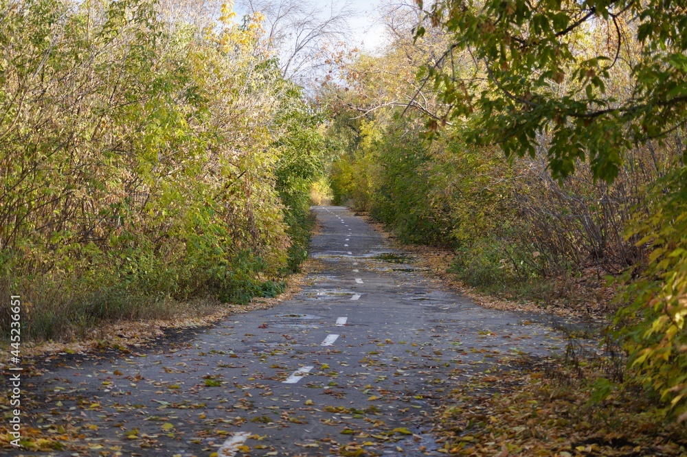 Fototapeta premium road in the woods