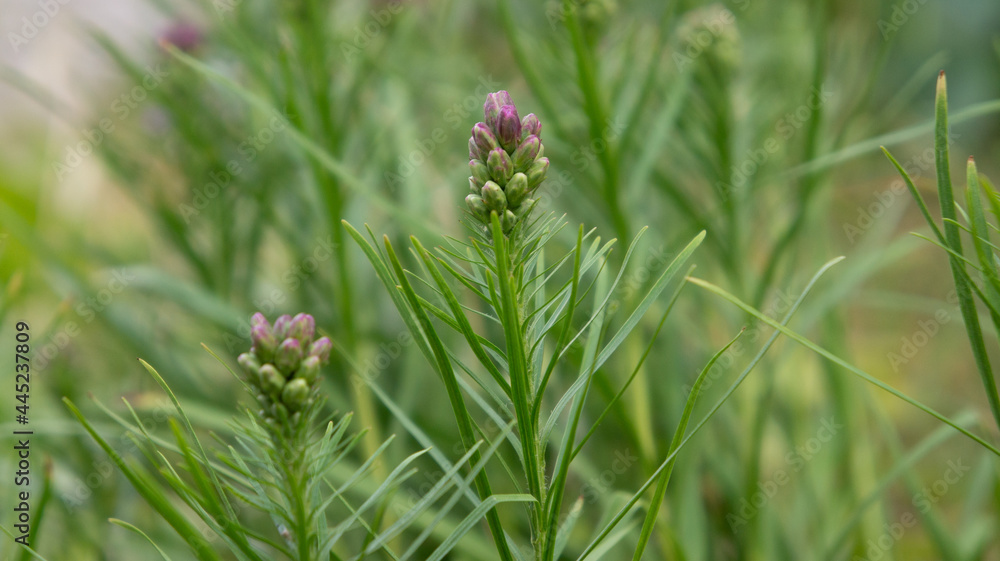 Some buds of spring flowers. Green Background
