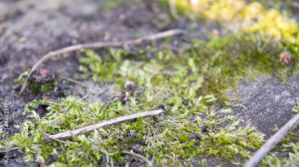 Moss, sphagnum on an old wooden board. An old tree covered with moss. The magic forest. Forest moss Moss, sphagnum on an old wooden board. An old tree covered with moss. The magic forest. Forest moss