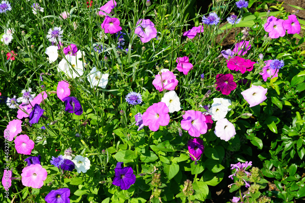 A variety of beautiful summer flowers.