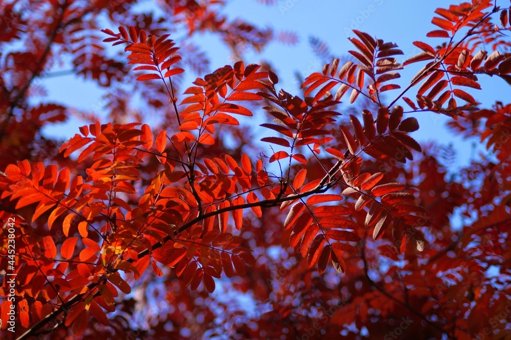 red autumn leaves red autumn leaves