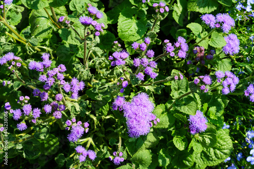 Lilac flowers of ageratum with green leaves. 