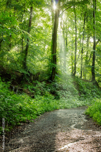 Nature German Green Forests  Rhine-Westerwald Nature Park.